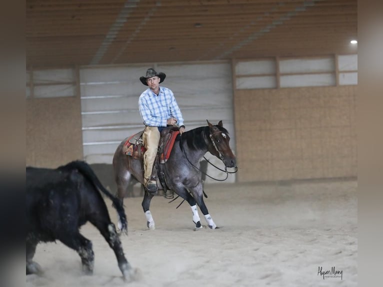 American Quarter Horse Mare 5 years 14,1 hh Roan-Bay in Bellevue, IA