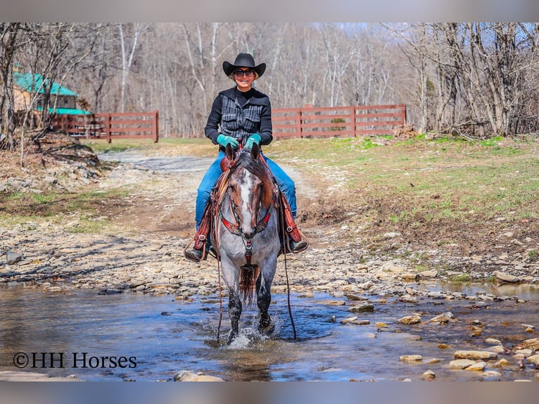 American Quarter Horse Mare 5 years 14,1 hh Roan-Bay in Flemingsburg Ky