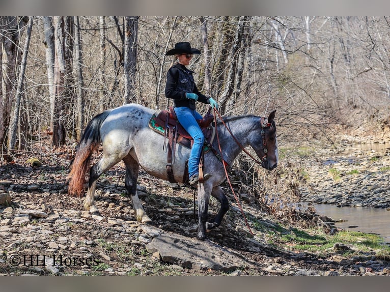 American Quarter Horse Mare 5 years 14,1 hh Roan-Bay in Flemingsburg Ky