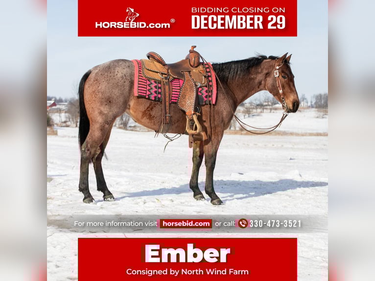 American Quarter Horse Mare 5 years 14.1 hh Roan-Bay in Fredericksburg