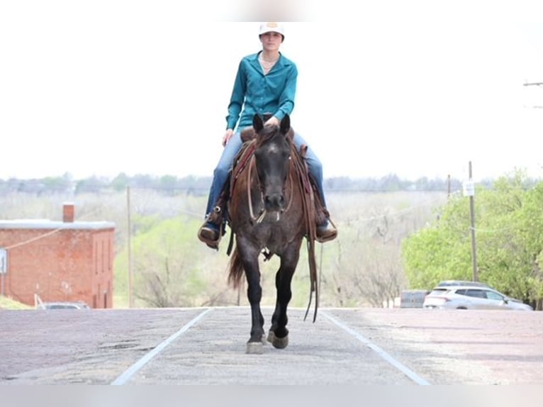 American Quarter Horse Mare 5 years 14.1 hh Roan-Blue in Ripley