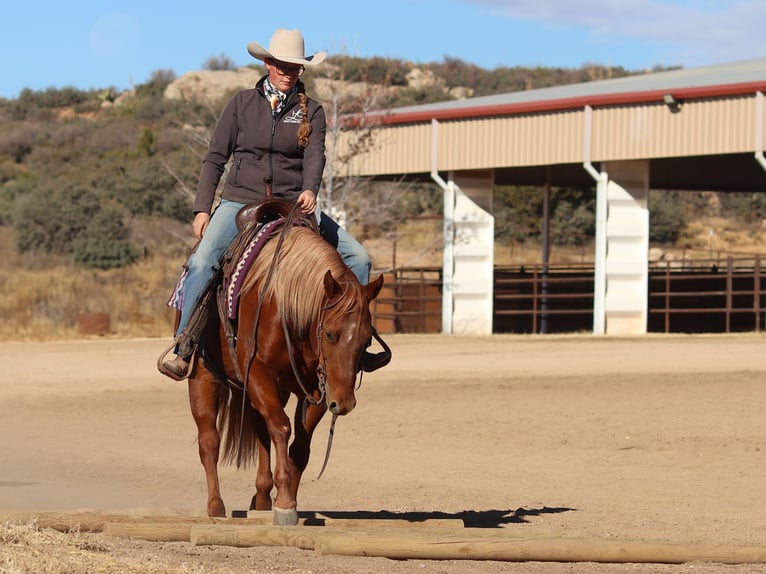 American Quarter Horse Mare 5 years 14,1 hh Sorrel in Dewey, AZ