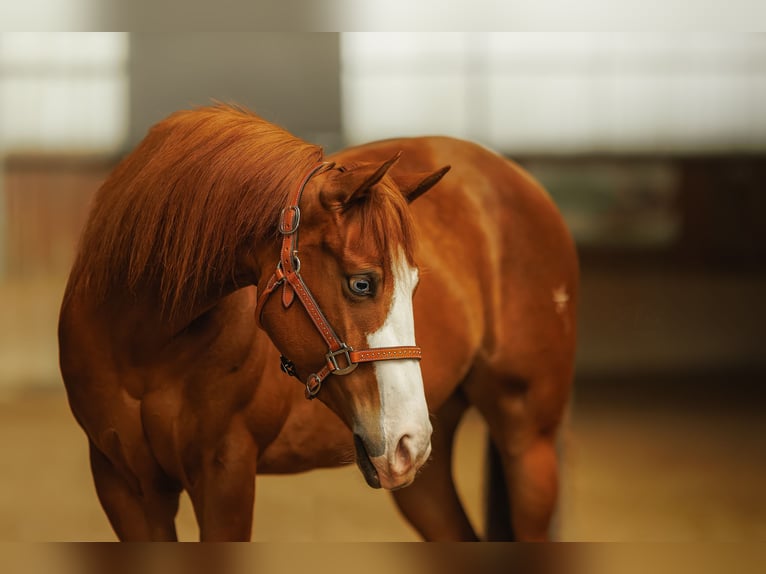 American Quarter Horse Mare 5 years 14.1 hh Sorrel in Kozlovice