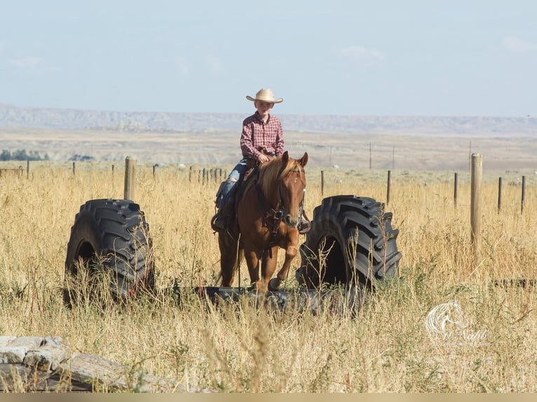 American Quarter Horse Mare 5 years 14,1 hh Sorrel in Cody, WY