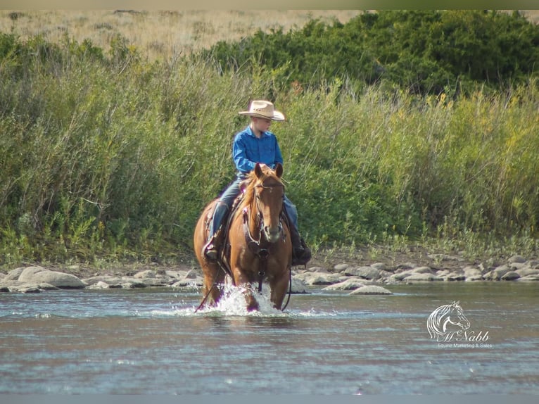 American Quarter Horse Mare 5 years 14,1 hh Sorrel in Cody, WY