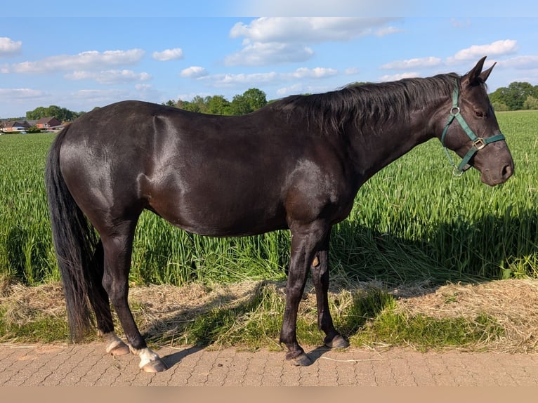 American Quarter Horse Mare 5 years 14.2 hh Bay-Dark in Hückelhoven
