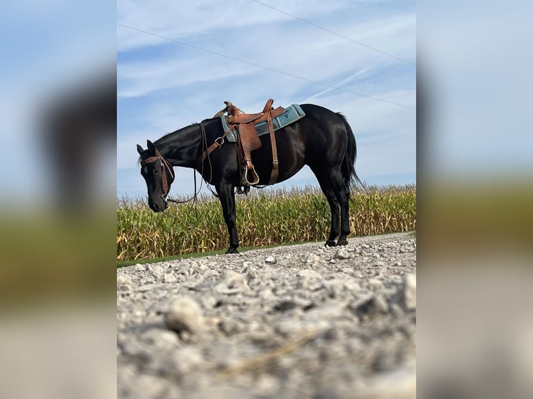 American Quarter Horse Mare 5 years 14,2 hh Black in ROSEBUSH, MI