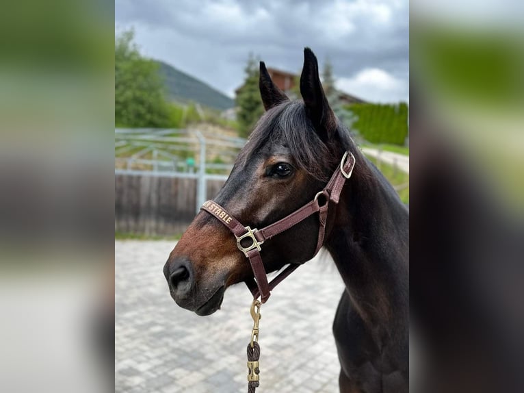 American Quarter Horse Mare 5 years 14,2 hh Brown in Sankt Leonhard in Passeier
