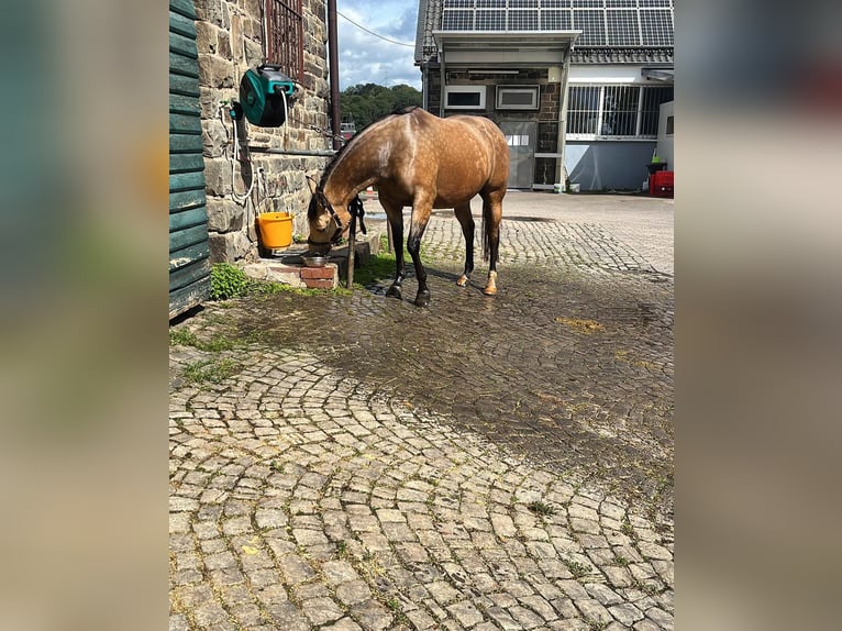 American Quarter Horse Mare 5 years 14,2 hh Buckskin in Reichshof
