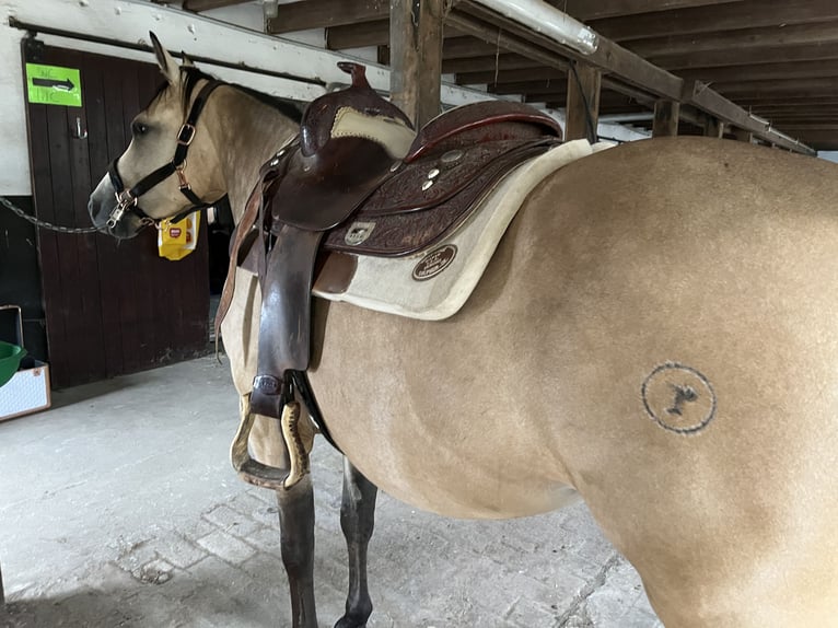 American Quarter Horse Mare 5 years 14,2 hh Buckskin in Reichshof