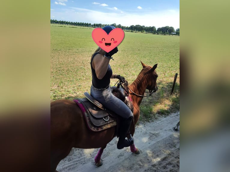 American Quarter Horse Mare 5 years 14,2 hh Chestnut-Red in Weert