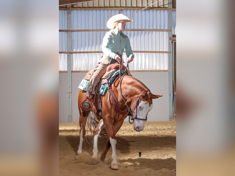 American Quarter Horse Mare 5 years 14.2 hh Chestnut-Red in Kürten