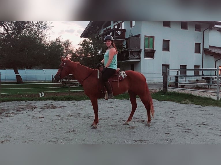 American Quarter Horse Mare 5 years 14,2 hh Chestnut-Red in Kirchbichl