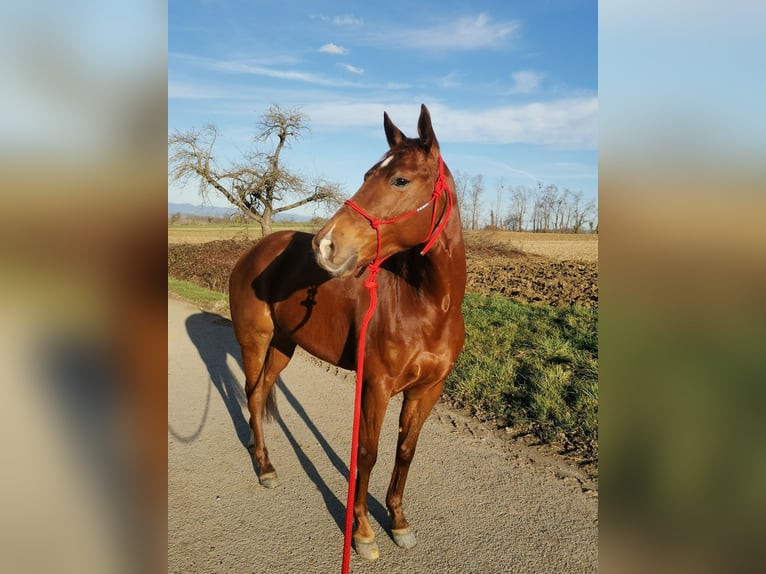 American Quarter Horse Mare 5 years 14,2 hh Chestnut in Kappelen