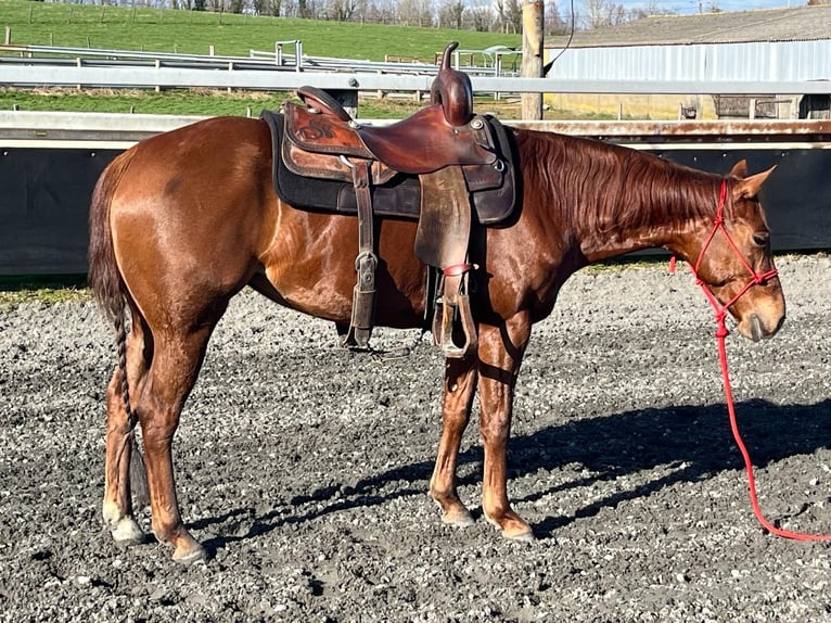American Quarter Horse Mare 5 years 14,2 hh Chestnut in Kappelen