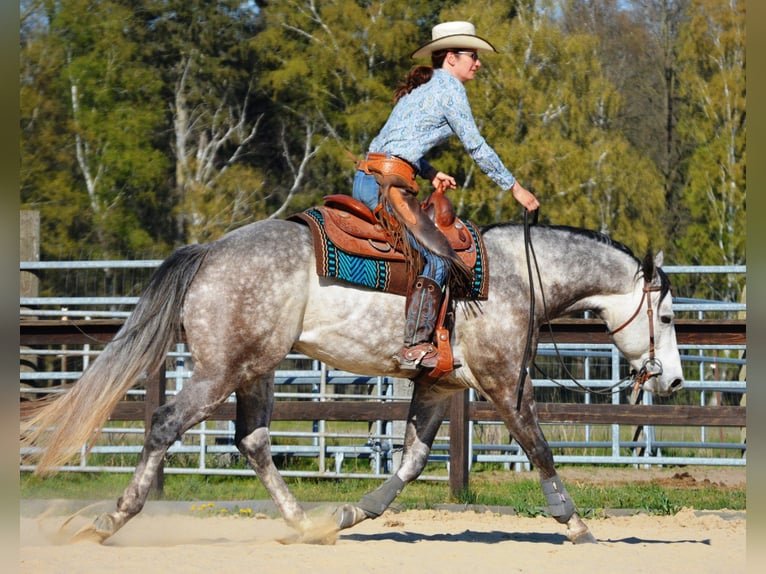 American Quarter Horse Mare 5 years 14.2 hh Grey-Dapple in Wusterhausen (Dosse)