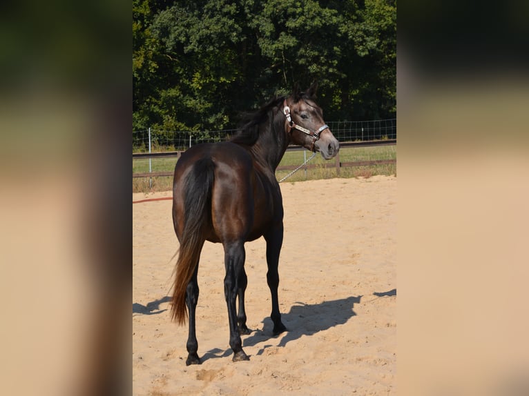 American Quarter Horse Mare 5 years 14.2 hh Grey-Dapple in Wusterhausen (Dosse)