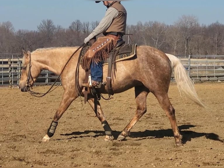 American Quarter Horse Mare 5 years 14,2 hh Palomino in Robards, KY