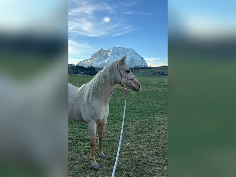 American Quarter Horse Mare 5 years 14,2 hh Palomino in Ottenschlag