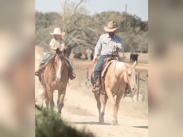 American Quarter Horse Mare 5 years 14,2 hh Palomino in Stephenville, TX