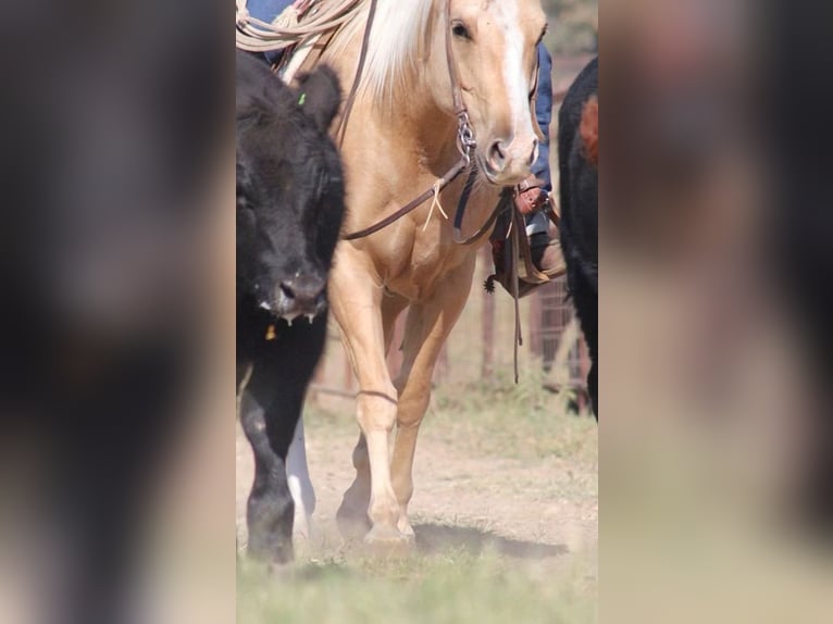 American Quarter Horse Mare 5 years 14,2 hh Palomino in Stephenville, TX