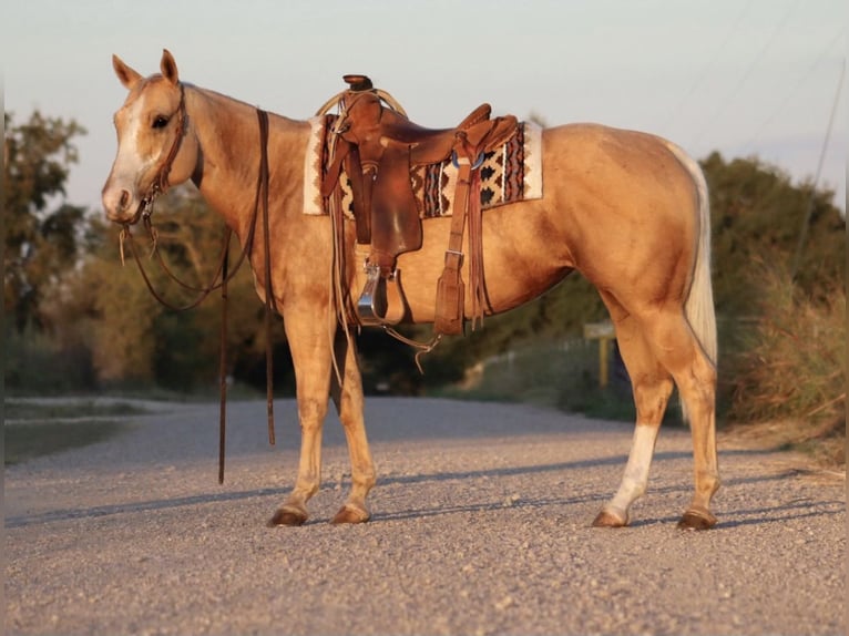 American Quarter Horse Mare 5 years 14,2 hh Palomino in Stephenville, TX