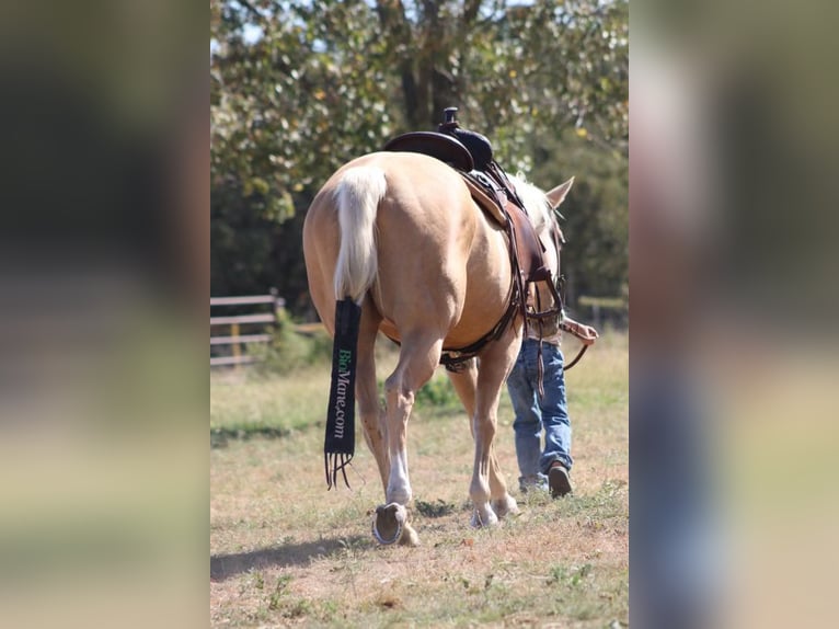 American Quarter Horse Mare 5 years 14,2 hh Palomino in Stephenville, TX