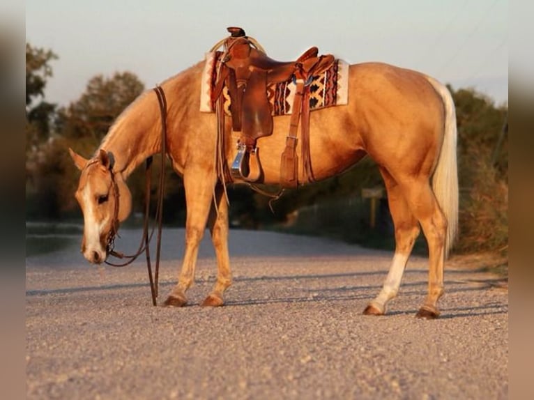 American Quarter Horse Mare 5 years 14,2 hh Palomino in Stephenville, TX