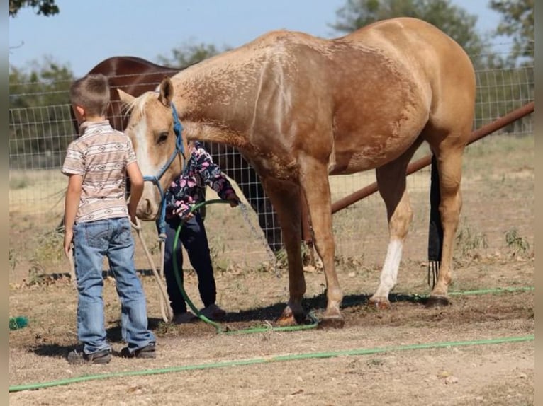 American Quarter Horse Mare 5 years 14,2 hh Palomino in Stephenville, TX