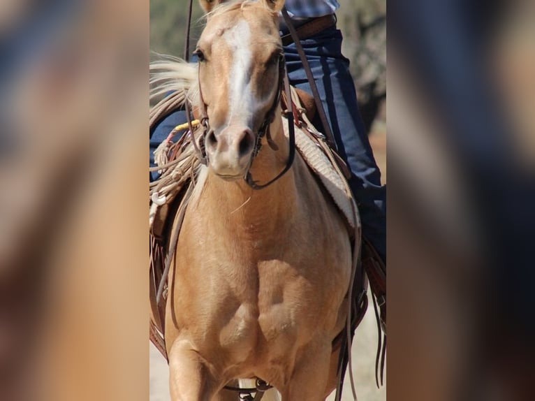 American Quarter Horse Mare 5 years 14,2 hh Palomino in Stephenville, TX