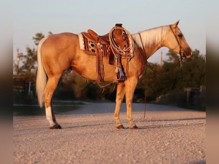 American Quarter Horse Mare 5 years 14,2 hh Palomino in Stephenville, TX