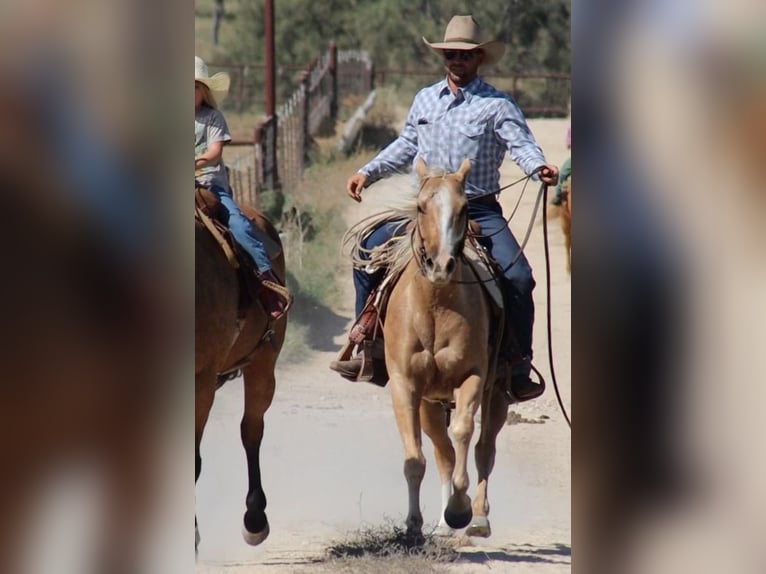 American Quarter Horse Mare 5 years 14,2 hh Palomino in Stephenville, TX