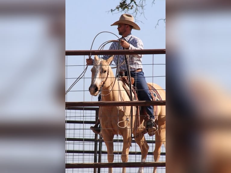 American Quarter Horse Mare 5 years 14,2 hh Palomino in Stephenville, TX