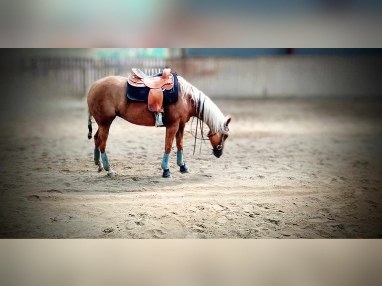 American Quarter Horse Mare 5 years 14,2 hh Palomino in Jyderup