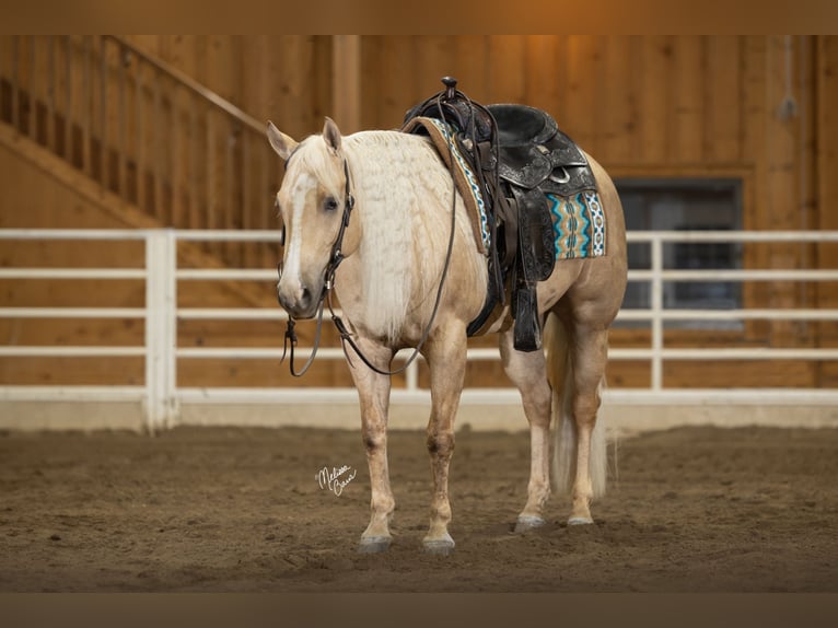 American Quarter Horse Mare 5 years 14,2 hh Palomino in River Falls, WI