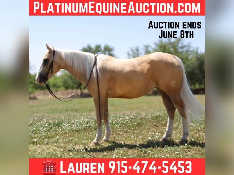 American Quarter Horse Mare 5 years 14,2 hh Palomino in El Paso TX