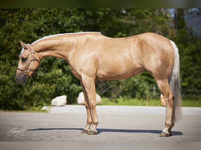 American Quarter Horse Mare 5 years 14,2 hh Palomino in Hammerhof
