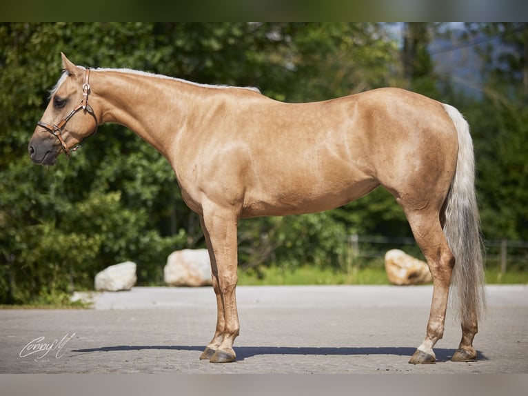 American Quarter Horse Mare 5 years 14,2 hh Palomino in Hammerhof