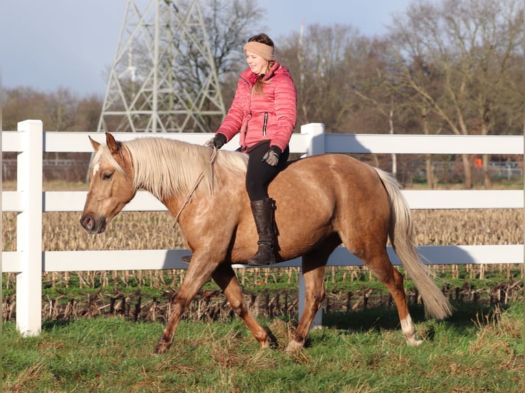 American Quarter Horse Mix Mare 5 years 14,2 hh Palomino in Oberhausen