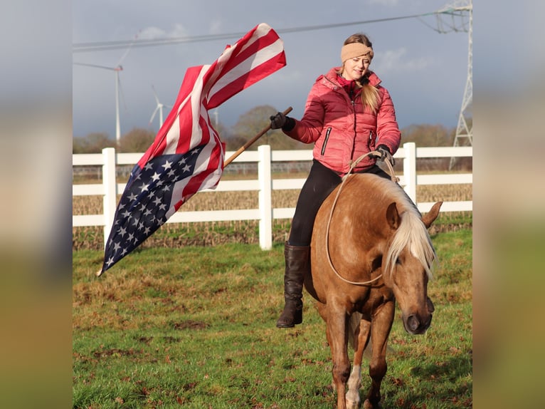 American Quarter Horse Mix Mare 5 years 14,2 hh Palomino in Oberhausen