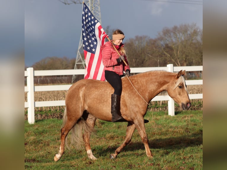 American Quarter Horse Mix Mare 5 years 14,2 hh Palomino in Oberhausen