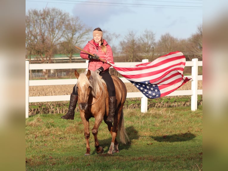 American Quarter Horse Mix Mare 5 years 14,2 hh Palomino in Oberhausen