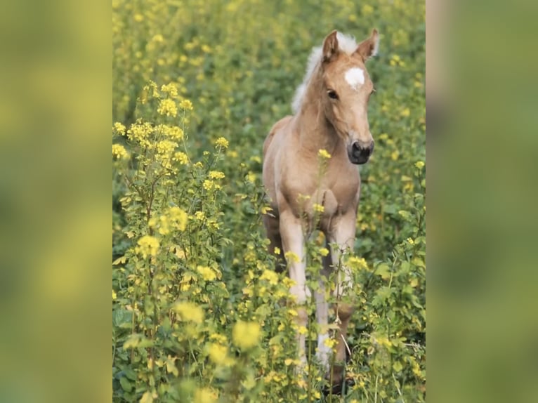 American Quarter Horse Mix Mare 5 years 14,2 hh Palomino in Oberhausen