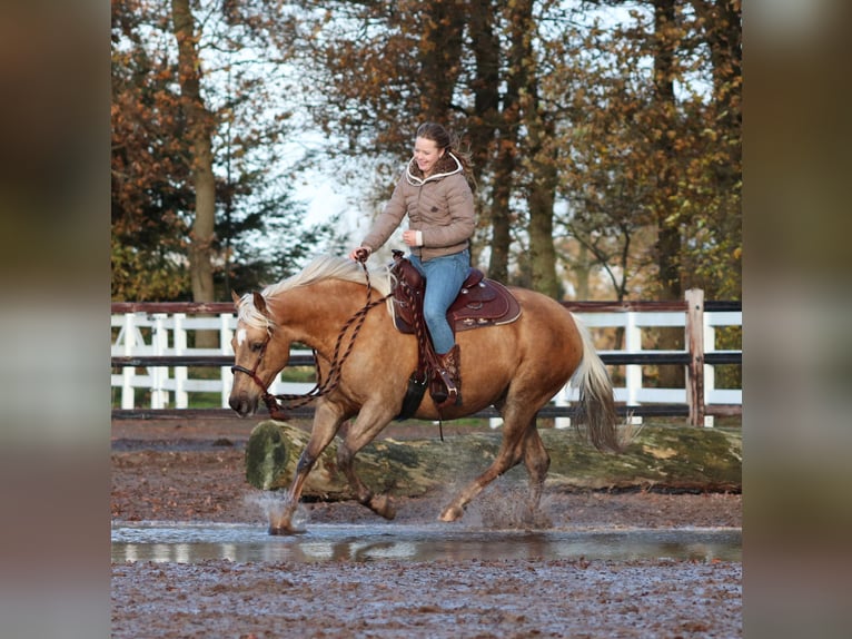 American Quarter Horse Mix Mare 5 years 14,2 hh Palomino in Oberhausen