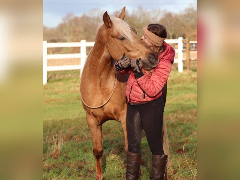 American Quarter Horse Mix Mare 5 years 14,2 hh Palomino in Oberhausen