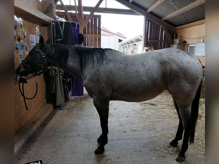 American Quarter Horse Mare 5 years 14.2 hh Roan-Bay in Ansbach