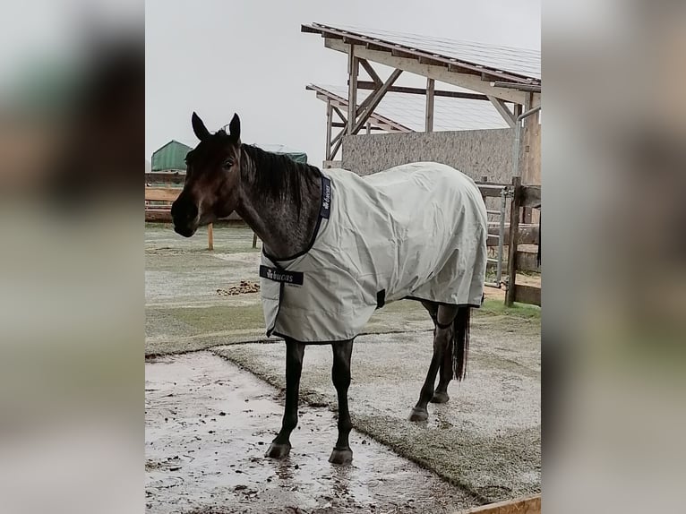 American Quarter Horse Mare 5 years 14.2 hh Roan-Bay in Ansbach