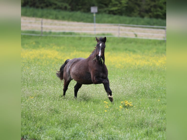 American Quarter Horse Mare 5 years 14.2 hh Roan-Bay in Waldshut-Tiengen