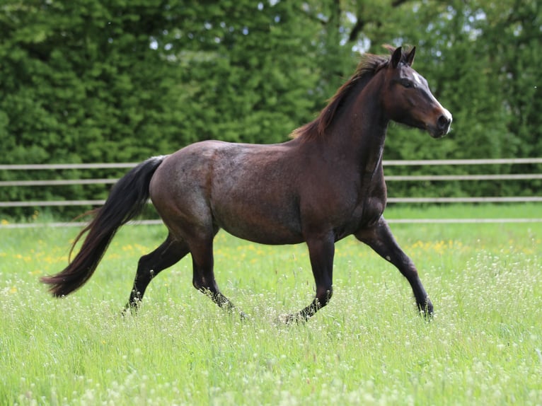 American Quarter Horse Mare 5 years 14.2 hh Roan-Bay in Waldshut-Tiengen