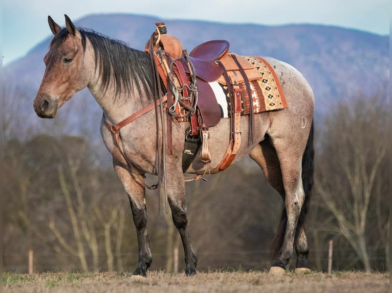 American Quarter Horse Mare 5 years 14,2 hh Roan-Bay in Chatsworth